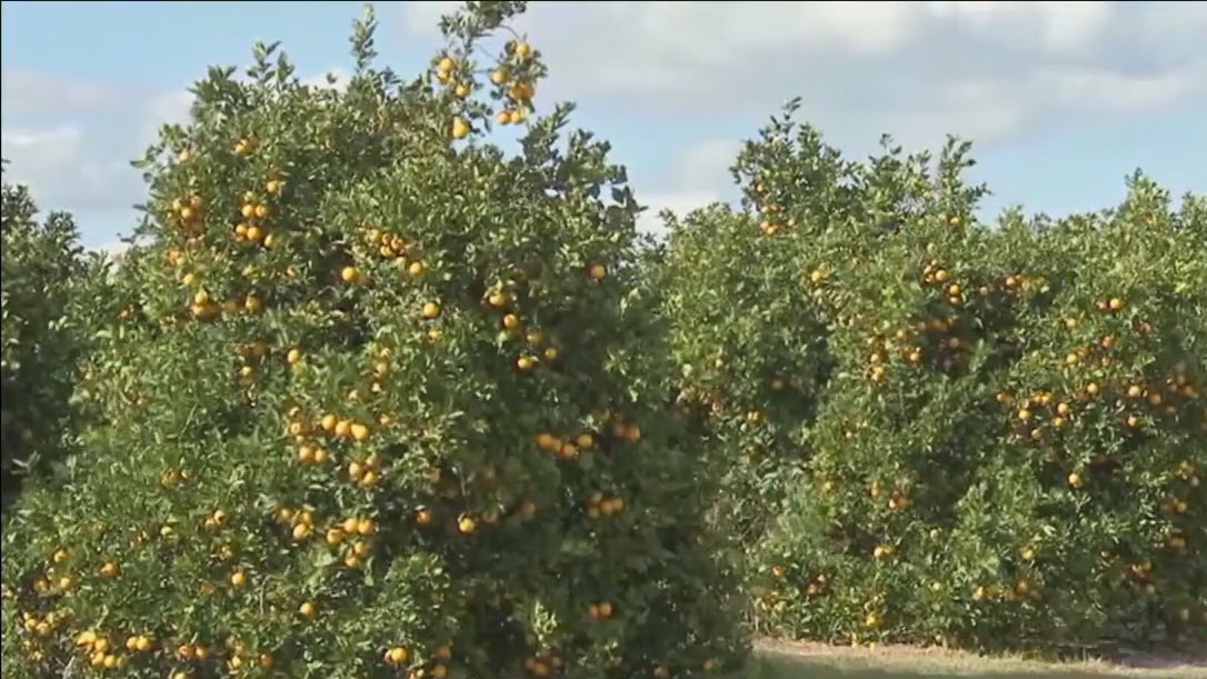 Citrus season sees historic drop