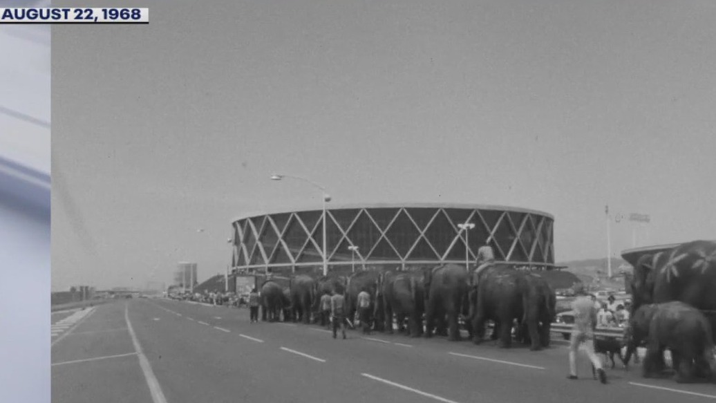 Circus elephants walk by Coliseum