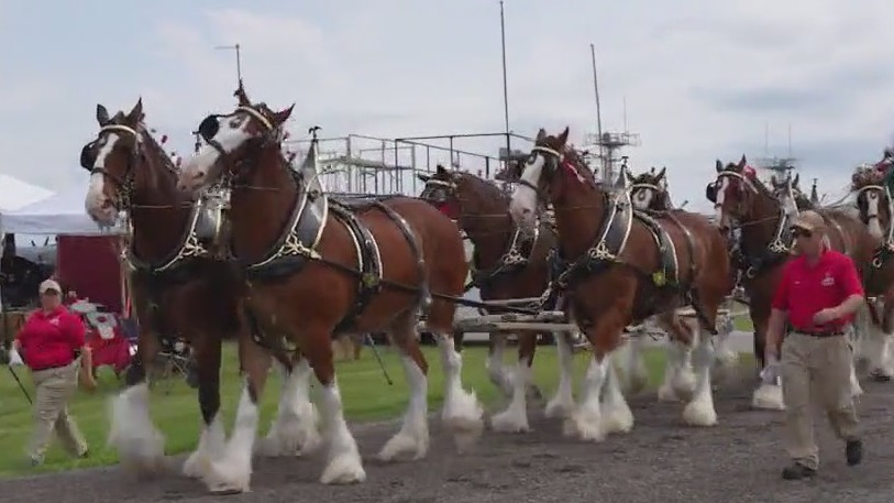 Budweiser Clydesdales trot into Chicago for Folds of Honor