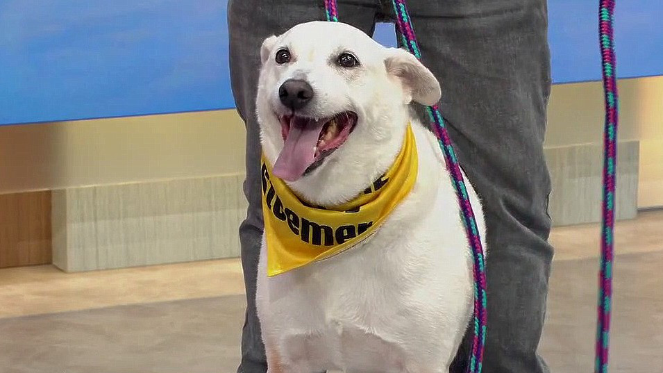 Adopt-A-Pet: Meet King