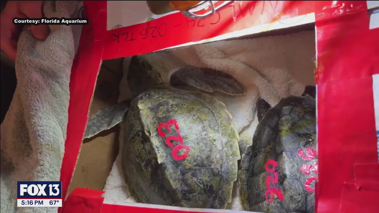 Florida Aquarium treating cold-stunned sea turtles