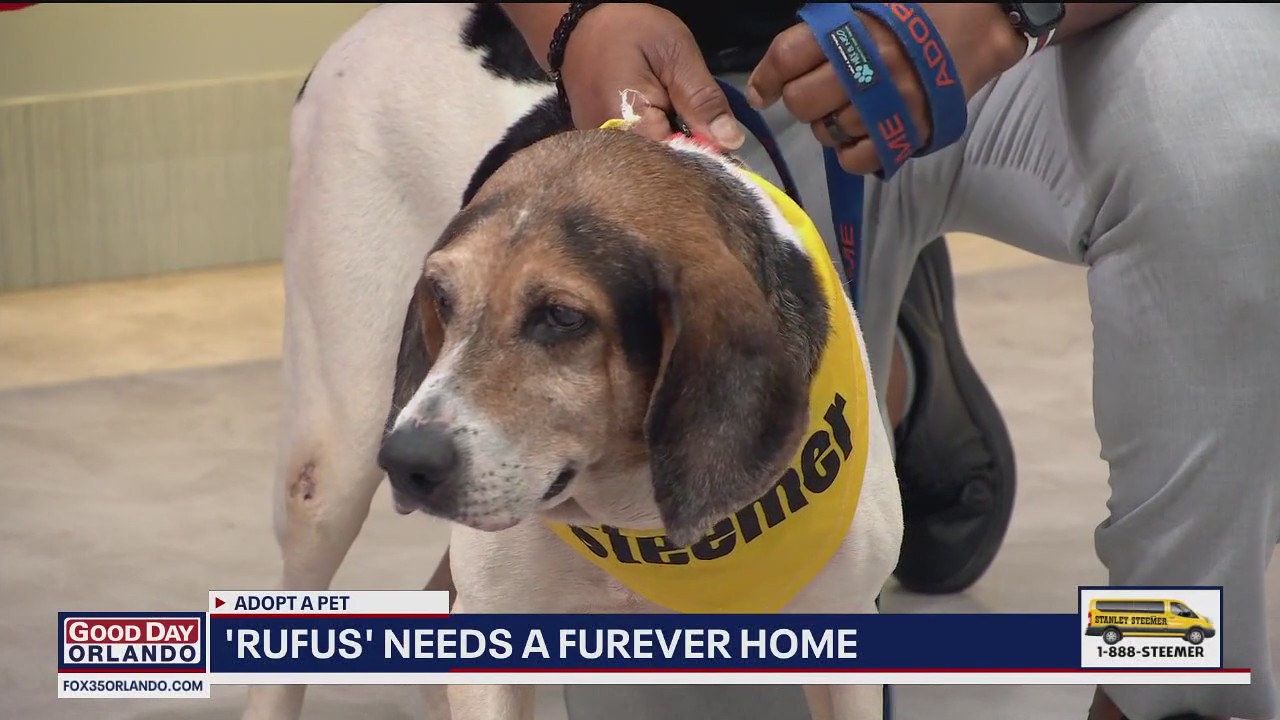 Adopt A Pet: Meet Rufus