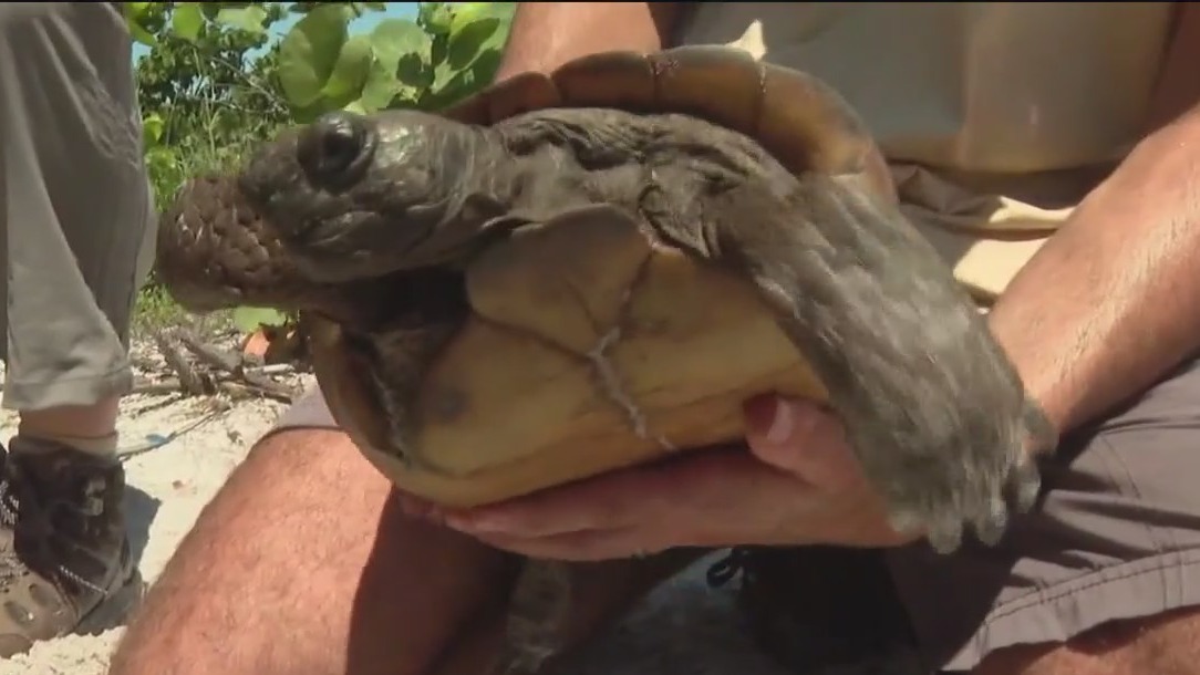 Counting gopher tortoises after hurricanes