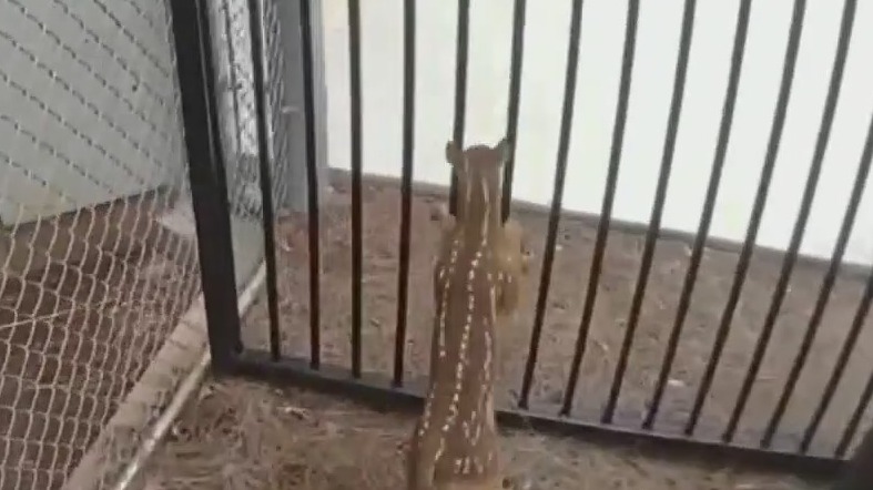 Deer caught on camera trying to break into Coweta County jail