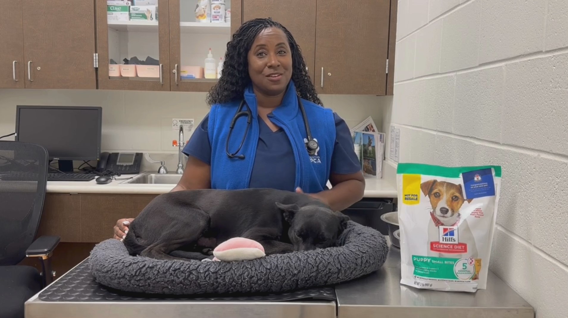 Pet safety in the summer | Pet Pawcast