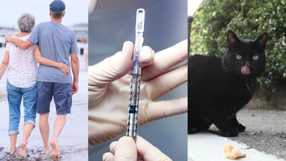 SuperAgers, mRNA vaccine research & ‘black cat boyfriend’ dating trend | ChicagoNOW