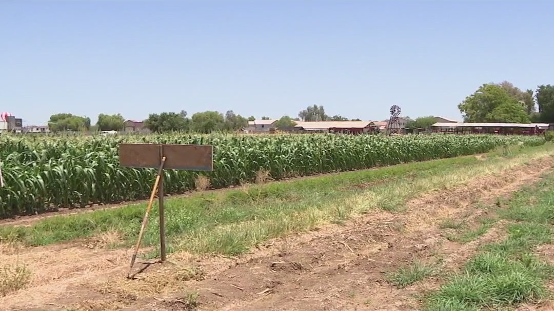 How is AZ impacted by the immigration crackdown?