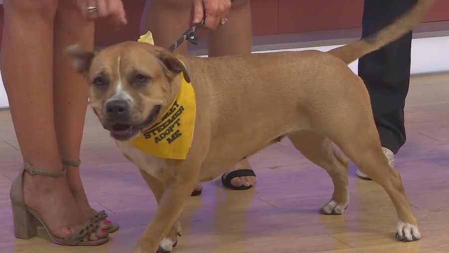 Adopt-A-Pet: Meet Aurora