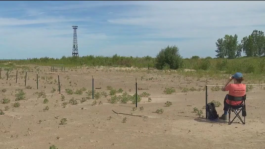 Contest launched for Chicago's newest Piping Plover chicks