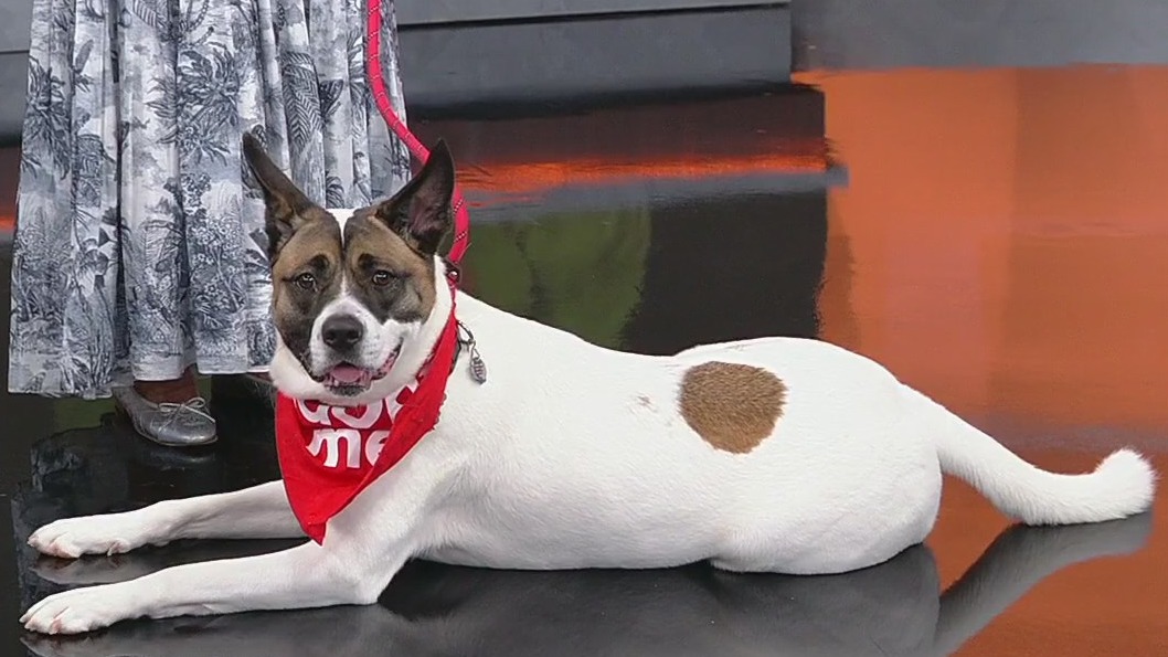 Meet Athena: Our Pet of the Day