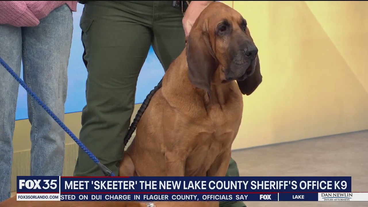Meet Skeeter, Lake County's new K-9 bloodhound
