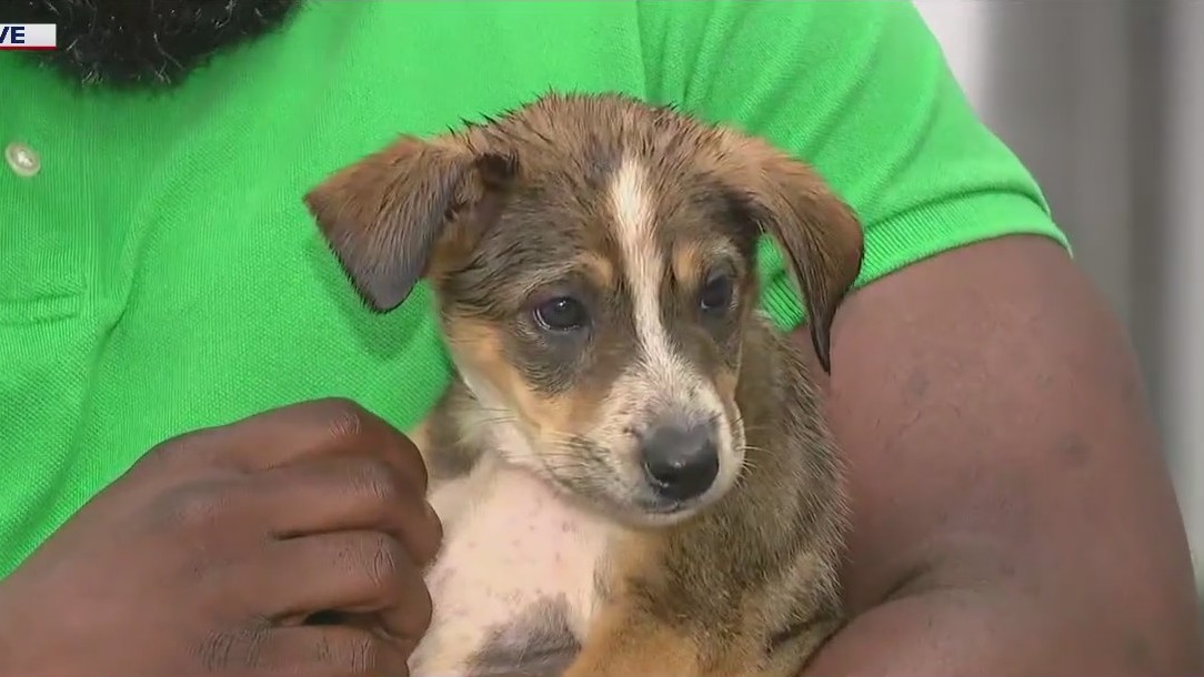PAWS Chicago brings 30 puppies to Chicago amid Texas flooding