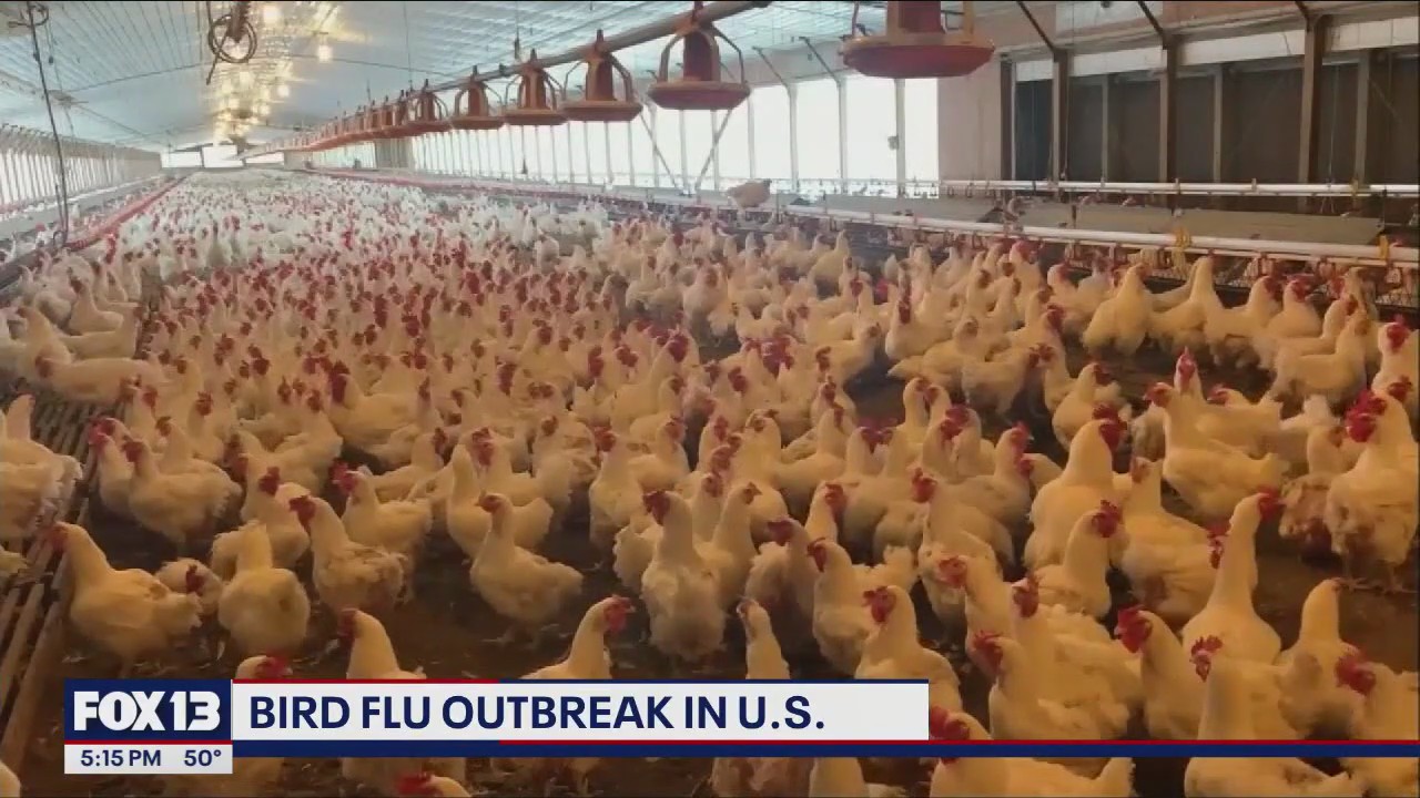 US bird flu outbreak found in 15 states