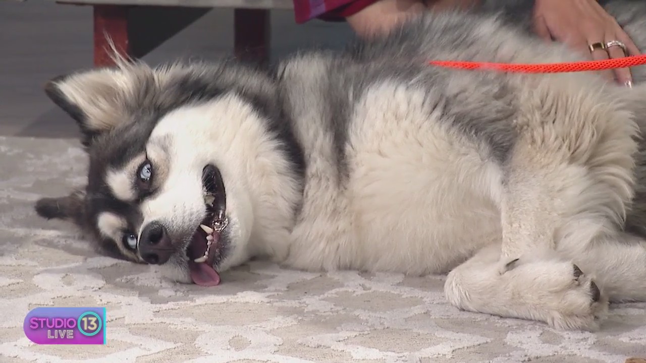 Adopt Nikita at The Humane Society for Tacoma and Pierce County