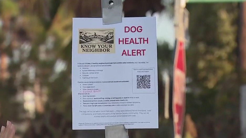 Mystery illness strikes dogs near Venice Canals