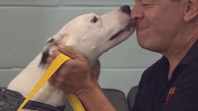Casablanca at Austin Pets Alive!