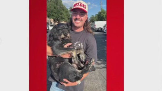 Missing dog Noodles reunited with owner