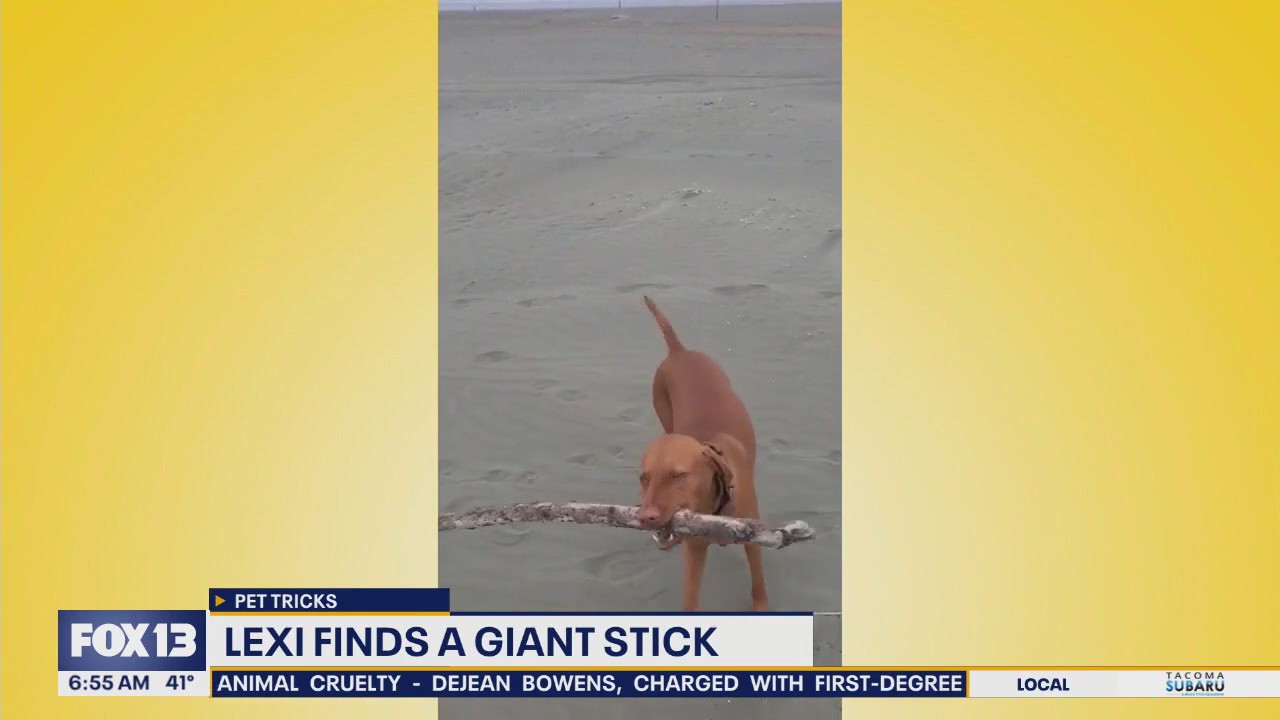 Pet Tricks for Wednesday, October 15