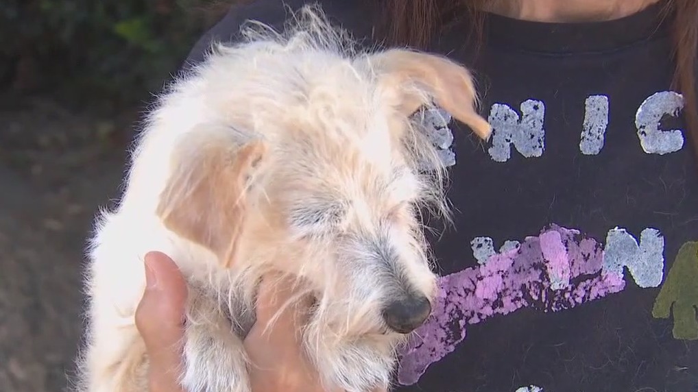 6 dogs dead after walks near Venice Canals