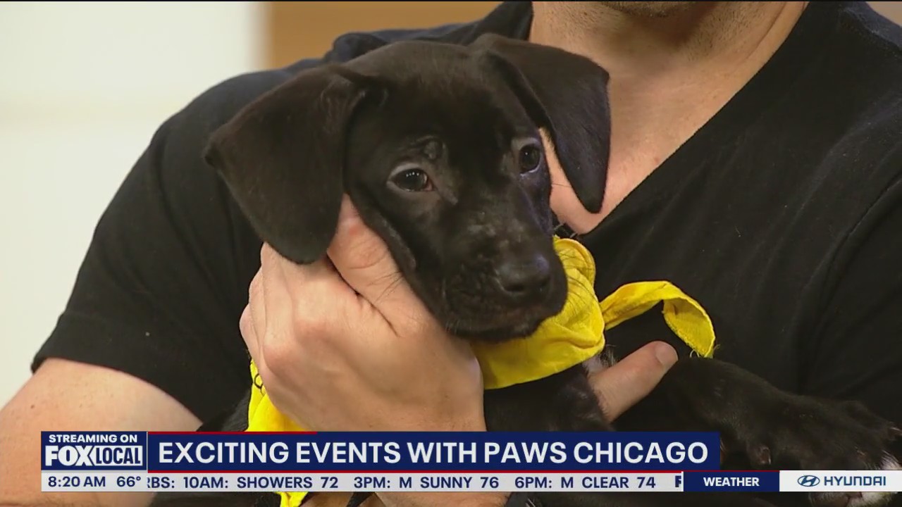 Exciting summer events with PAWS Chicago