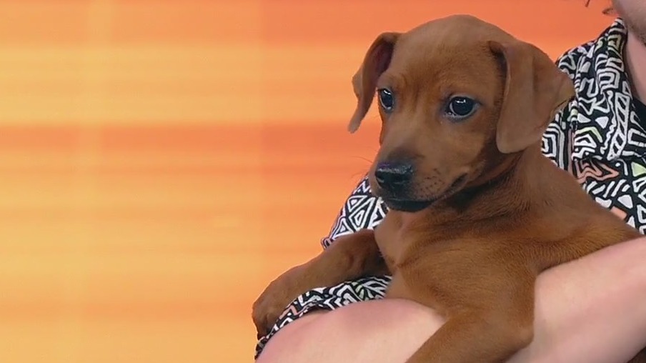 Meet Harper Lee: Our Pet of the Day