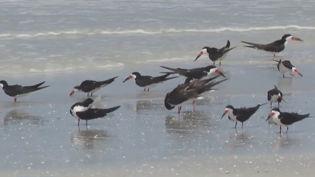 Protecting nesting shorebirds this summer