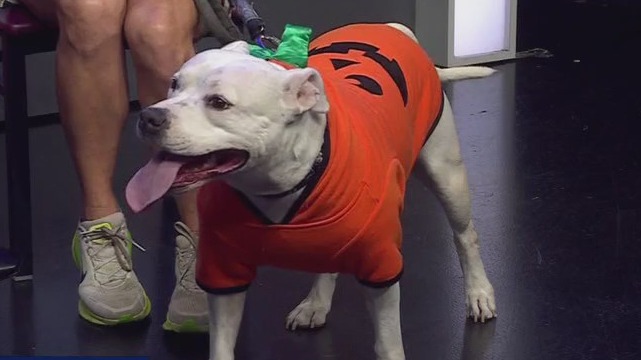 Austin Animal Center introduces Anya