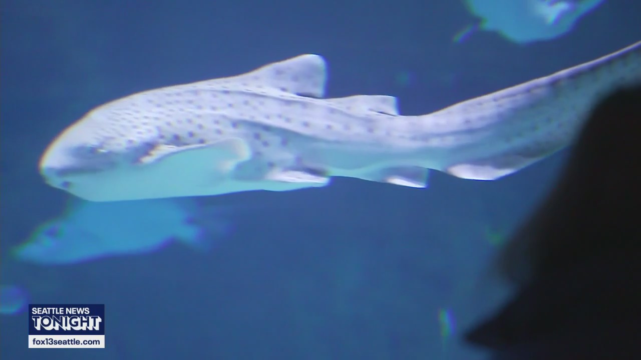 Seattle Aquarium helps ‘Reshark the Ocean’ with global rescue effort