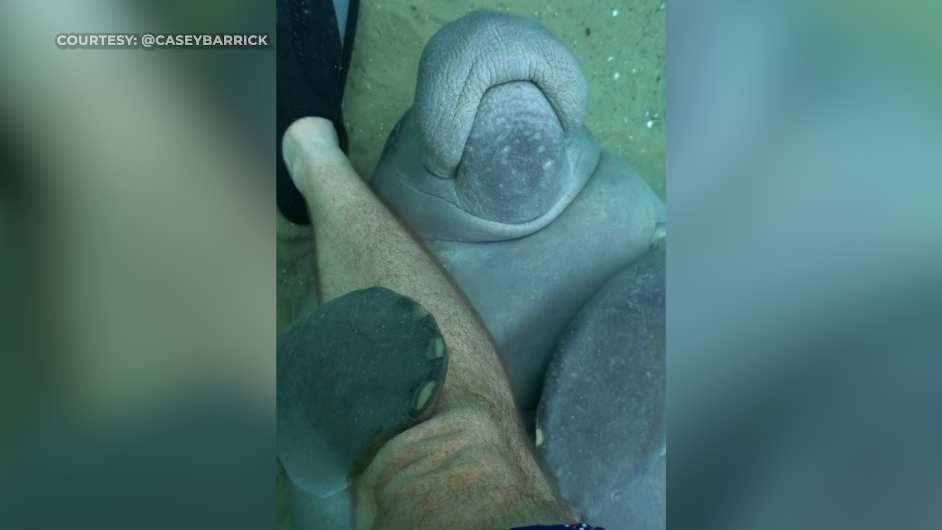 Manatee gives Florida diver hug