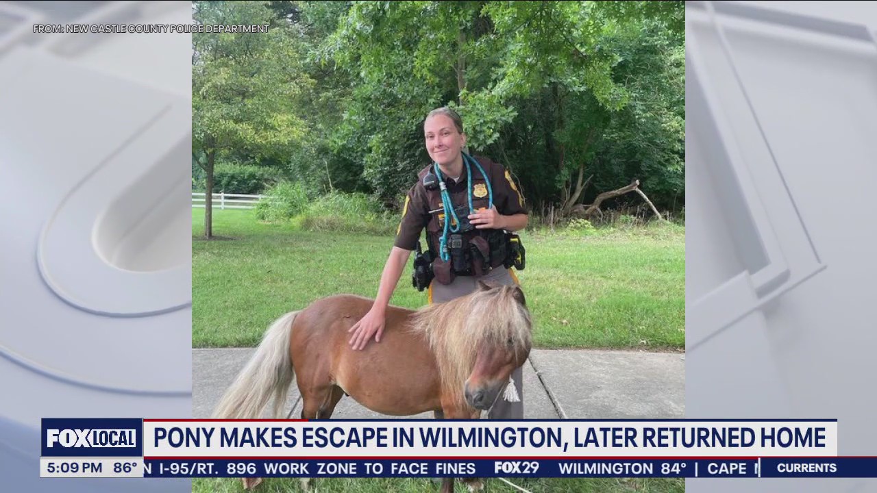 Pony makes escape in Wilmington, later returns home