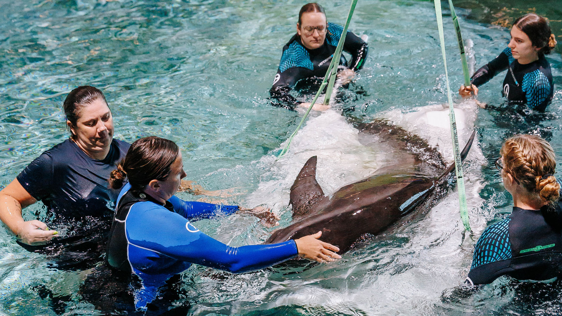Clearwater Marine Aquarium rescues rare dolphins