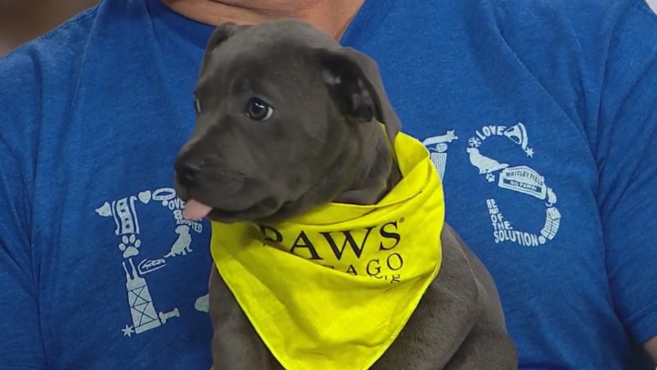 PAWS Chicago 5K gears up for its 25th year with pets, brunch, and community fun