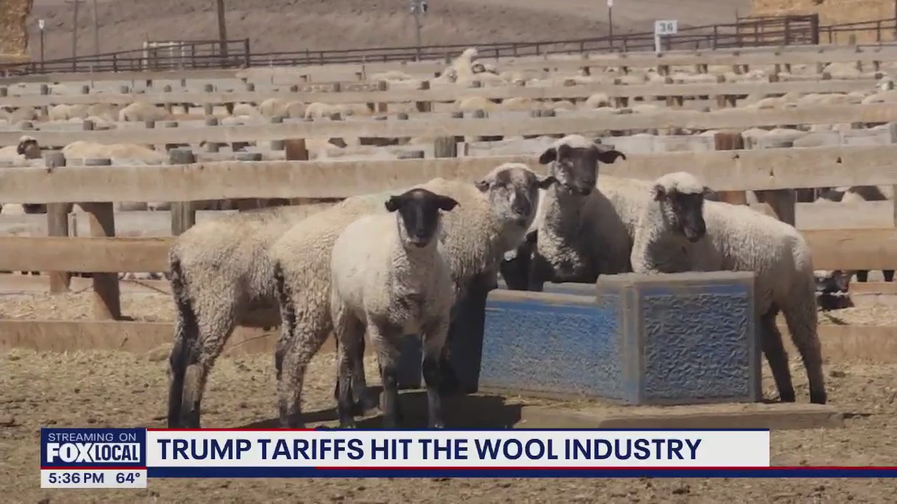Trump's China tariffs hit American wool industry