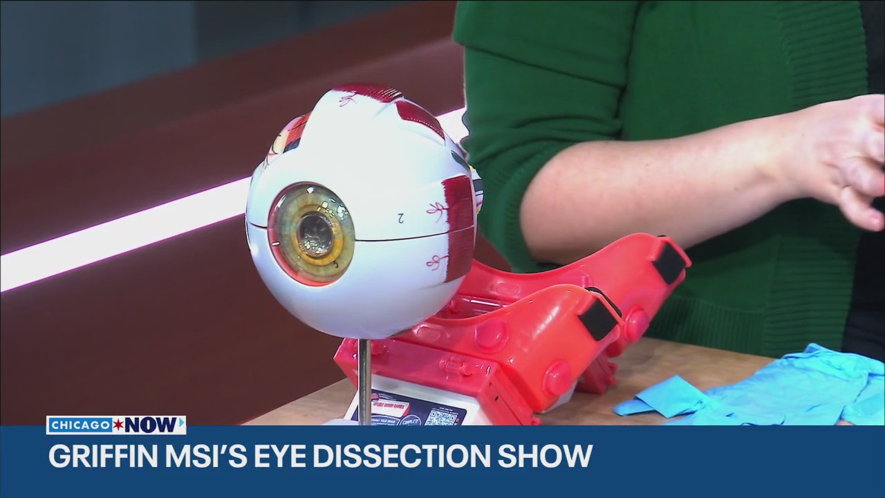 Griffin MSI offers hand-on cow eye dissection |ChicagoNOW