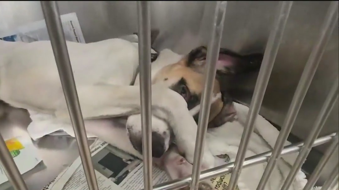 Urgent need for dog adoptions, fosters