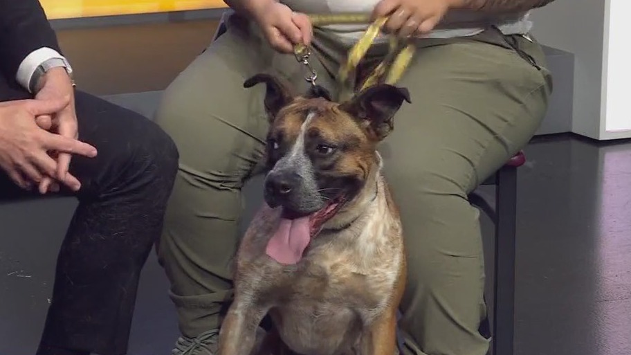Pet of the Week: Cowboy