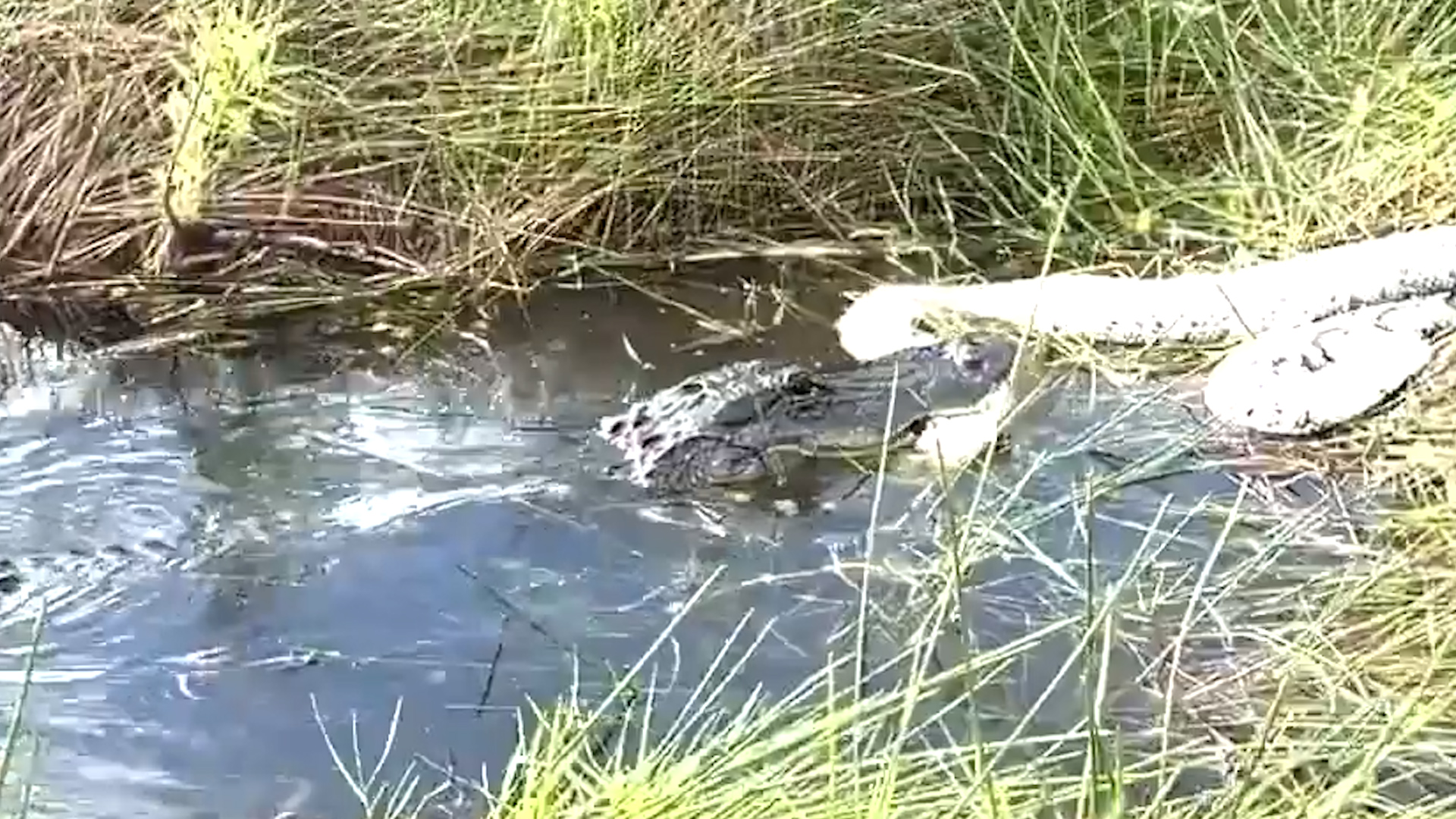 Alligator ayuda a luchar contra la invasión de Python en Everglades