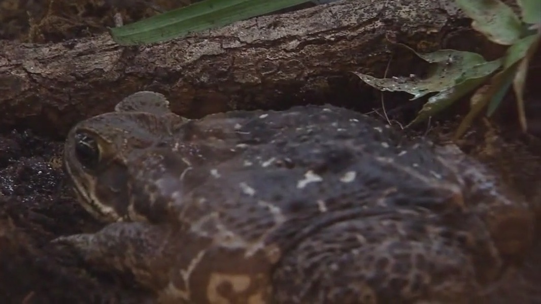 Warning about cane toads