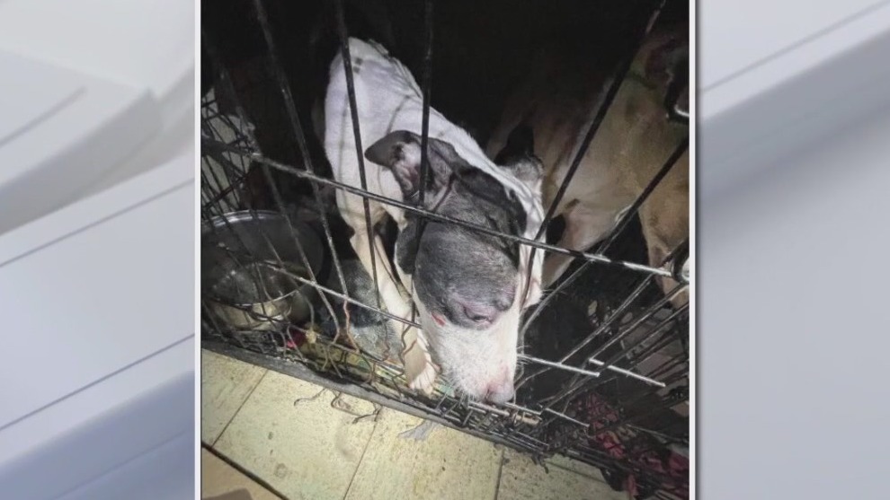 Eight dogs rescued, mother and son arrested