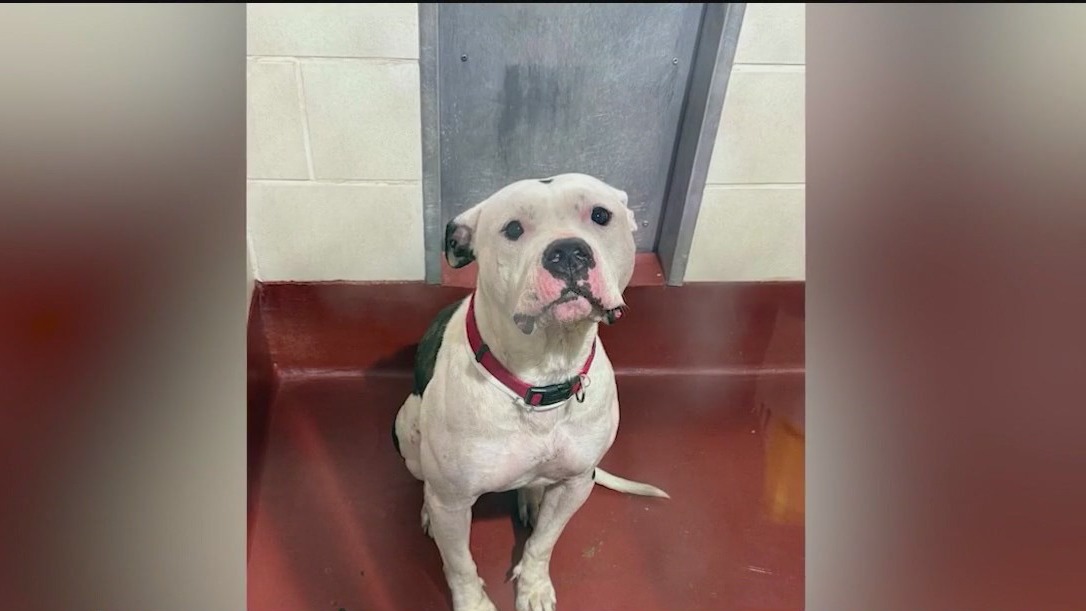 Owners charged with animal cruelty, dog left in hot car
