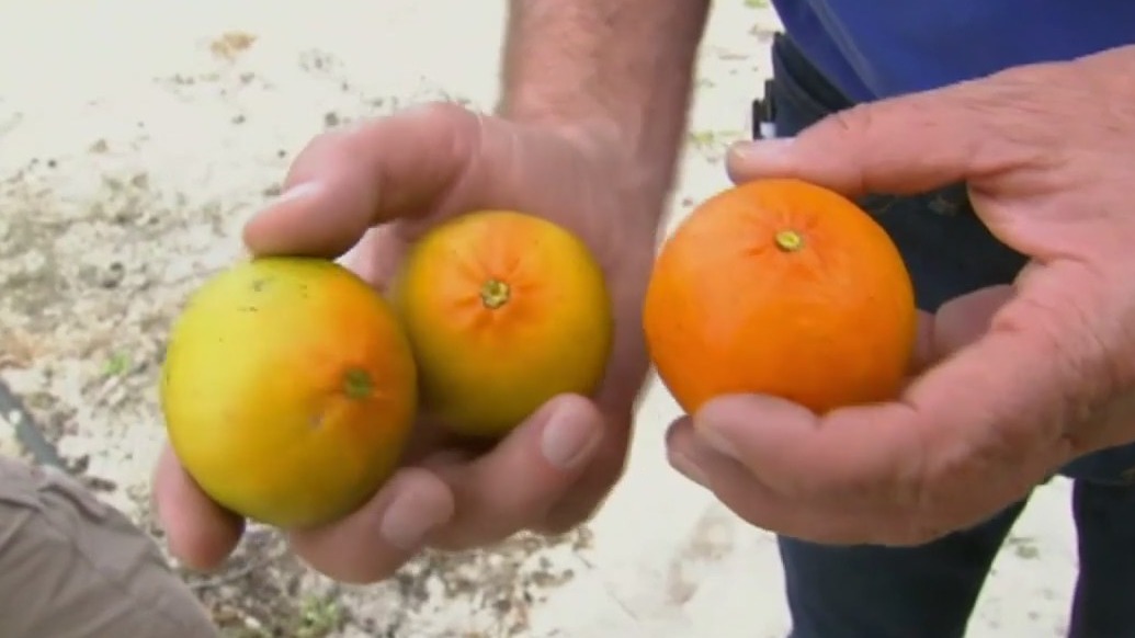 Why is the price of orange juice so high?