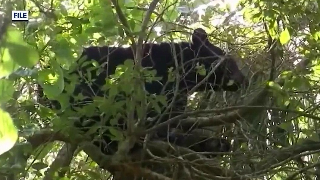 Florida bear hunt: Applications open Friday