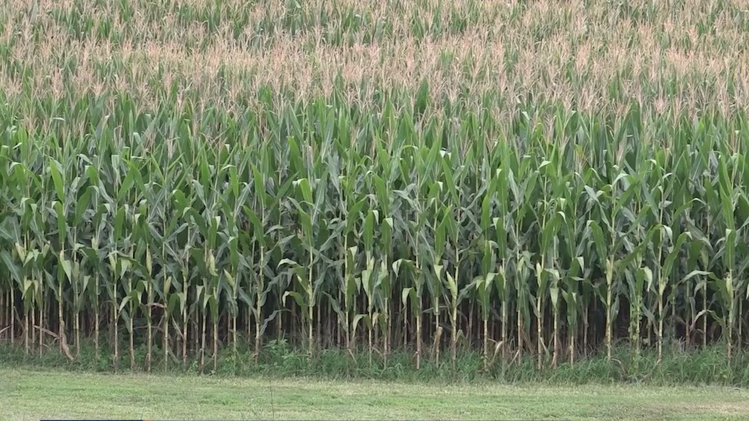 Corn sweat is a thing and it's weird