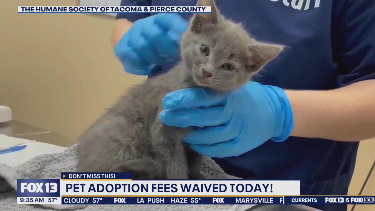 Humane society for Tacoma & Pierce county waiving adoption fees Sunday