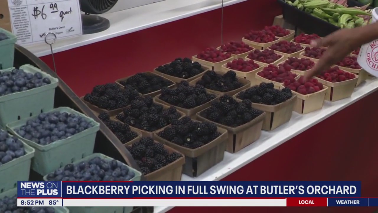 Blackberry picking in full swing at Butler's Orchard