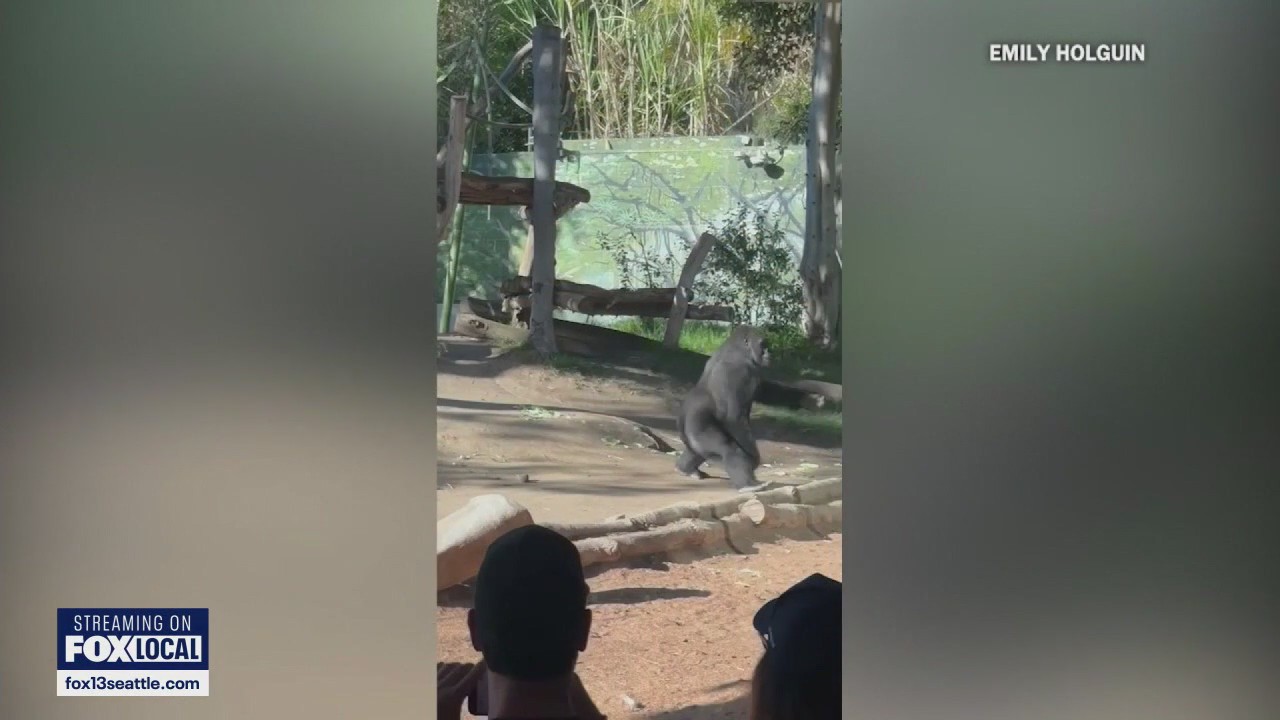 Gorilla breaks glass at San Diego Zoo