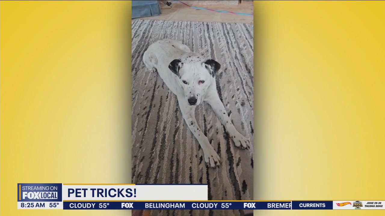Pet Tricks for Monday, June 24