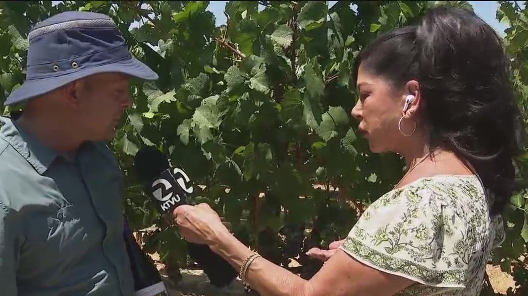 Tasting the Wine