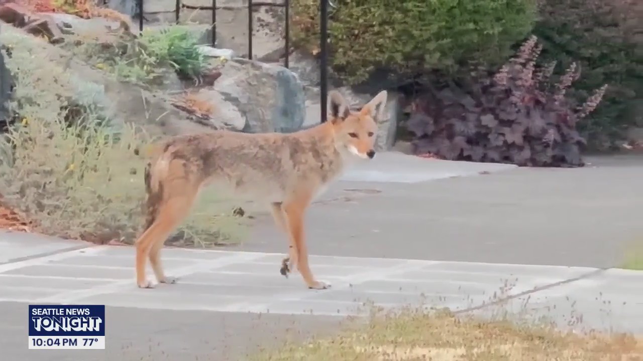 'Rooftop coyotes' watch Ballard residents atop neighbor's home
