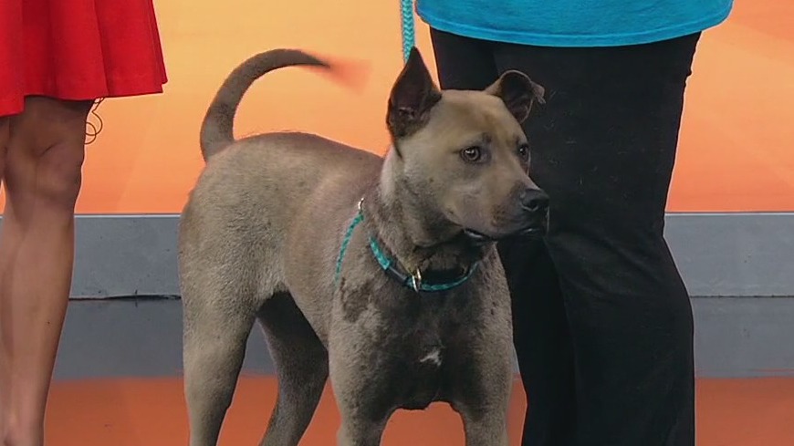 Meet Rufus Rockstar: Our Pet of the Day